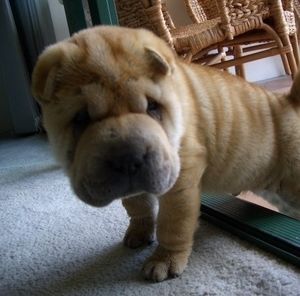 Meet your Posher, May